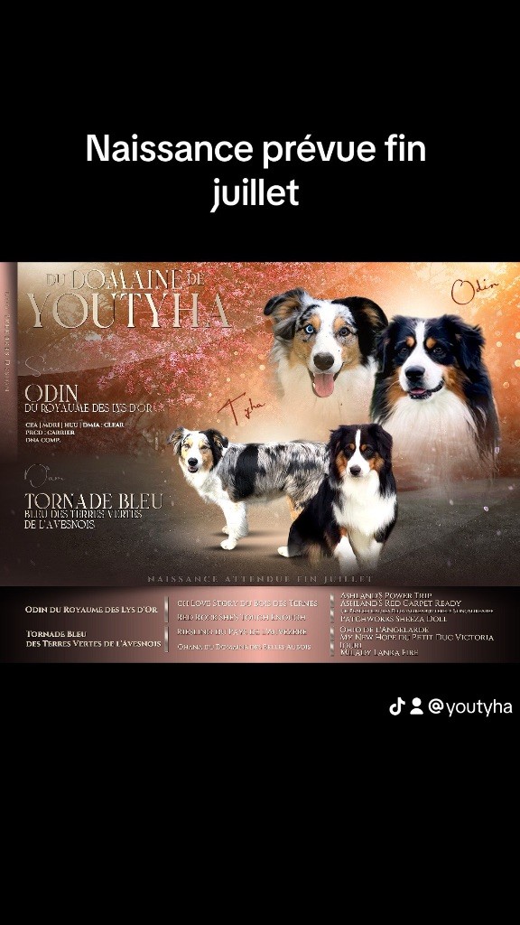 Domaine De Youtyha - Naissance Berger Américain Miniature prévue pour fin juillet