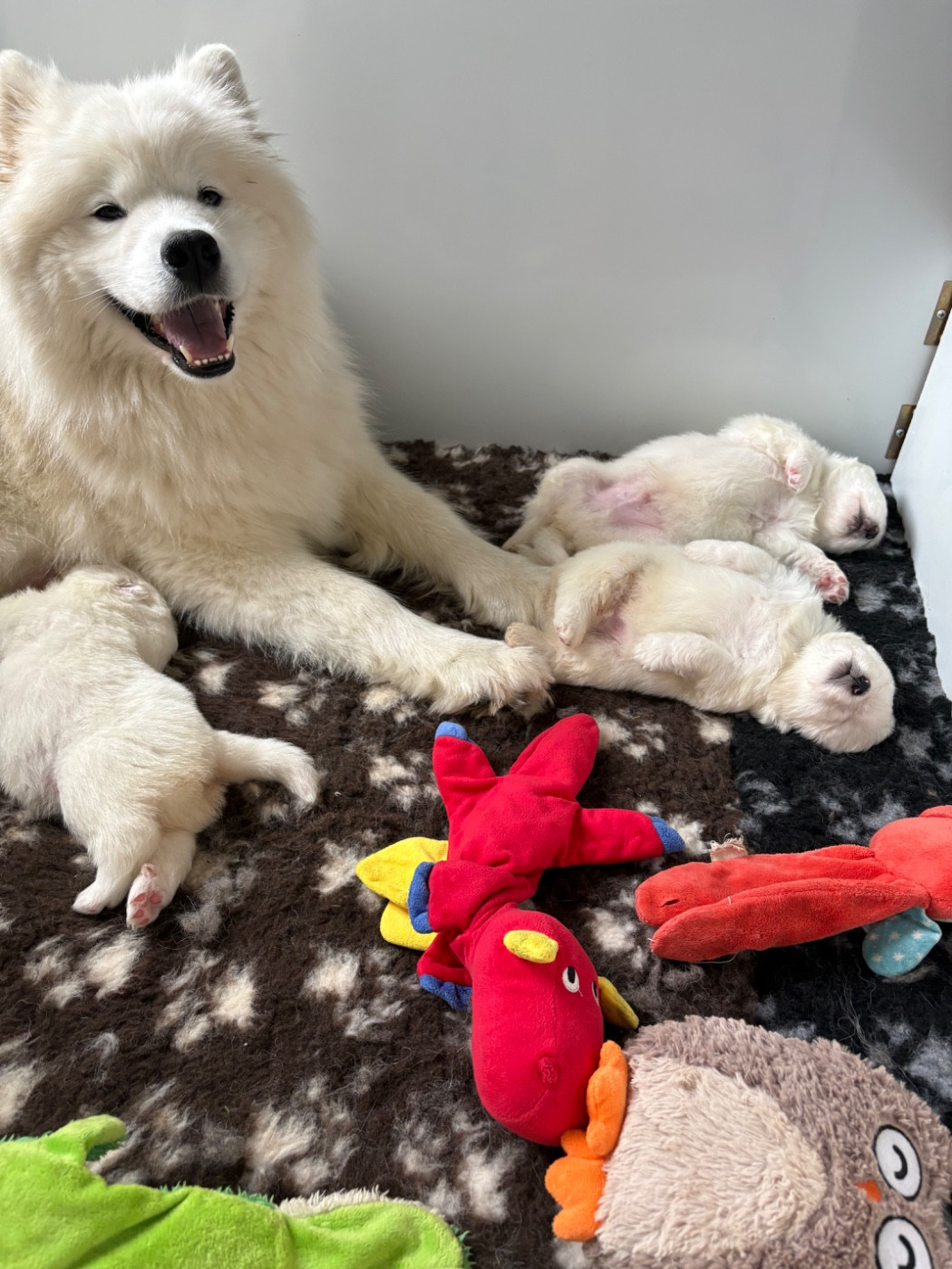 Domaine De Youtyha - Samoyède - Portée née le 03/02/2026