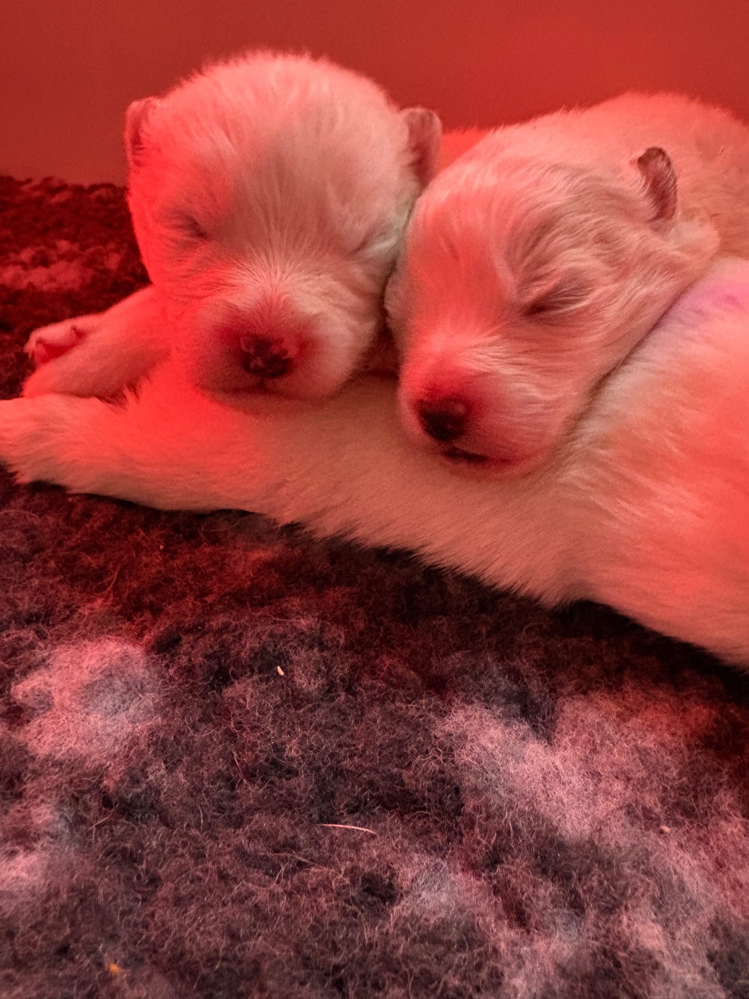 Domaine De Youtyha - Samoyède - Portée née le 12/02/2026