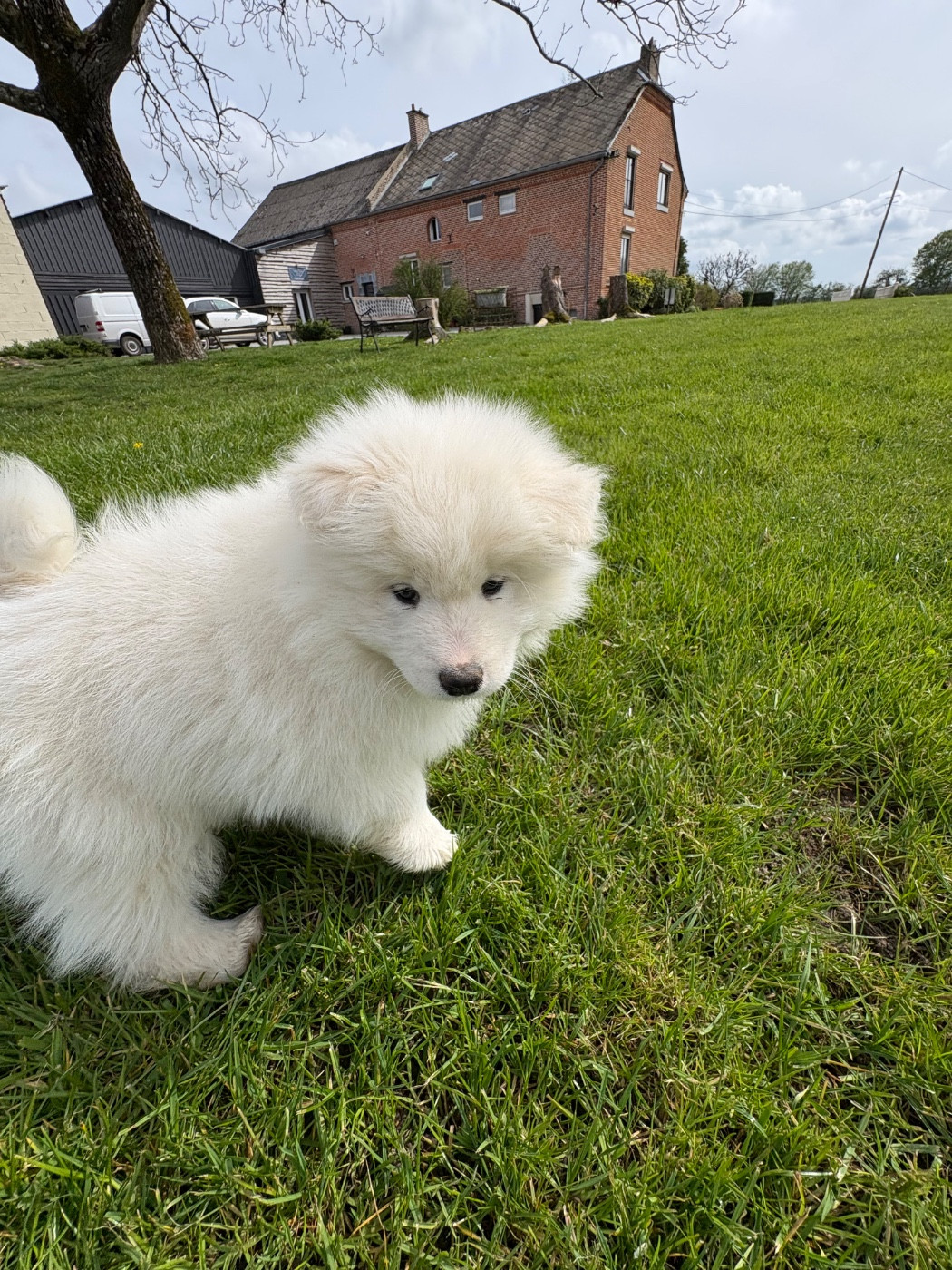 Domaine De Youtyha - Chiots disponibles - Samoyède